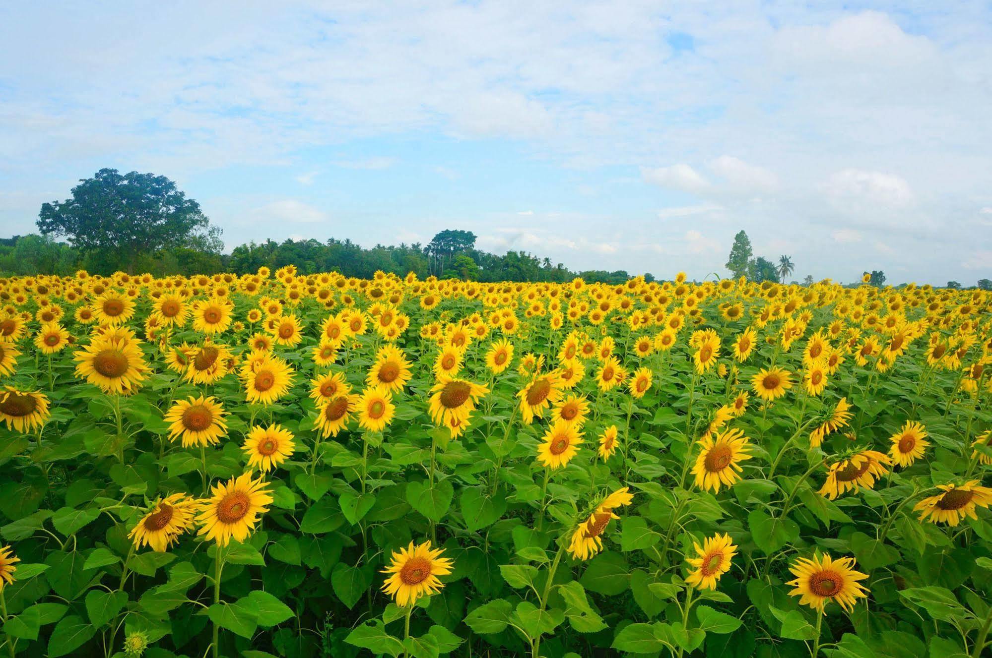 Wanlapa Farmstay Ban Khok Krathiam Exterior foto